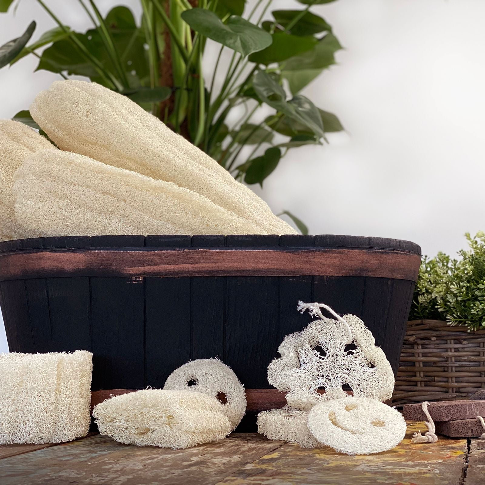 Egyptian Luxury Loofah with Cotton String - Non-Compressed - 2cm